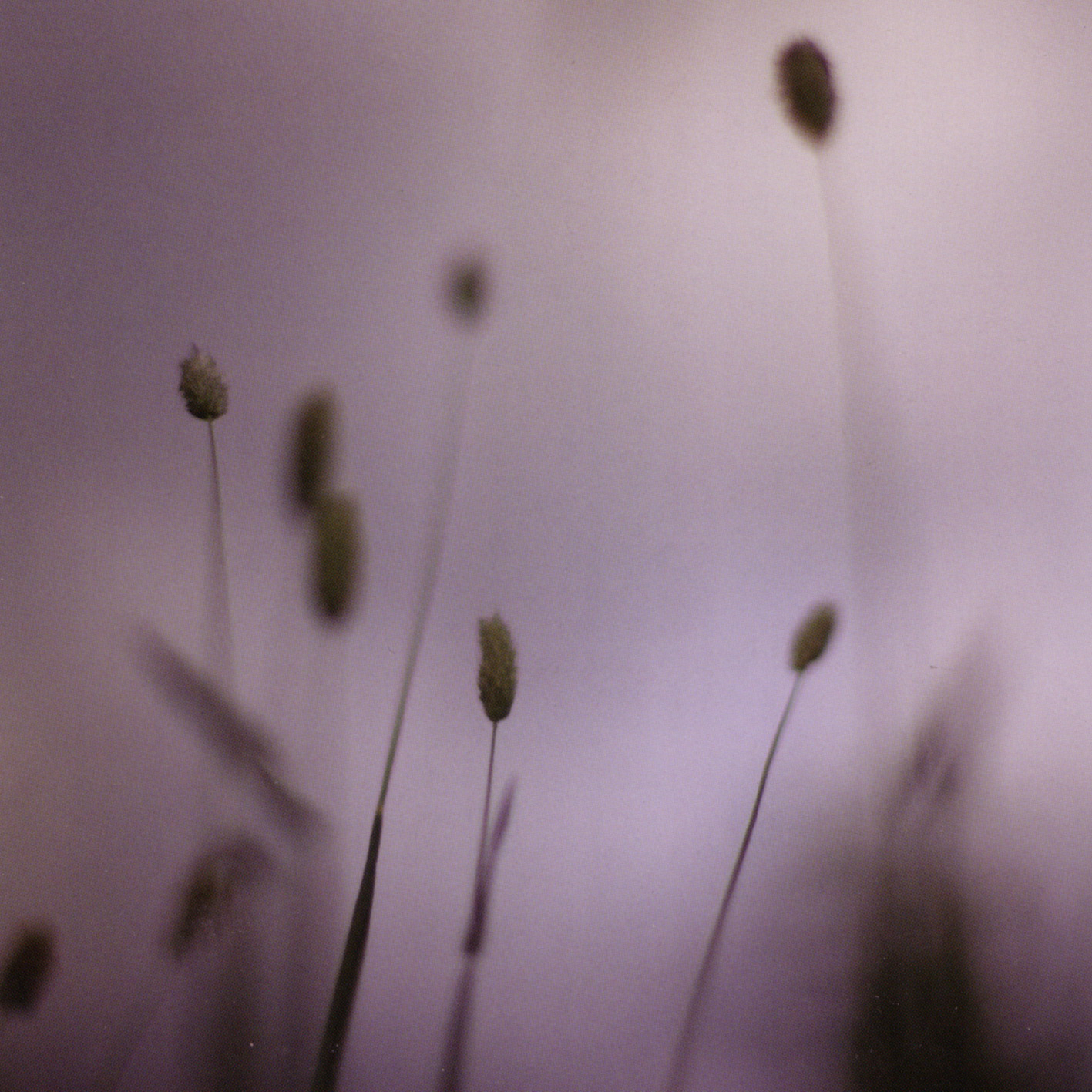 Cover of Float by Peter Broderick
