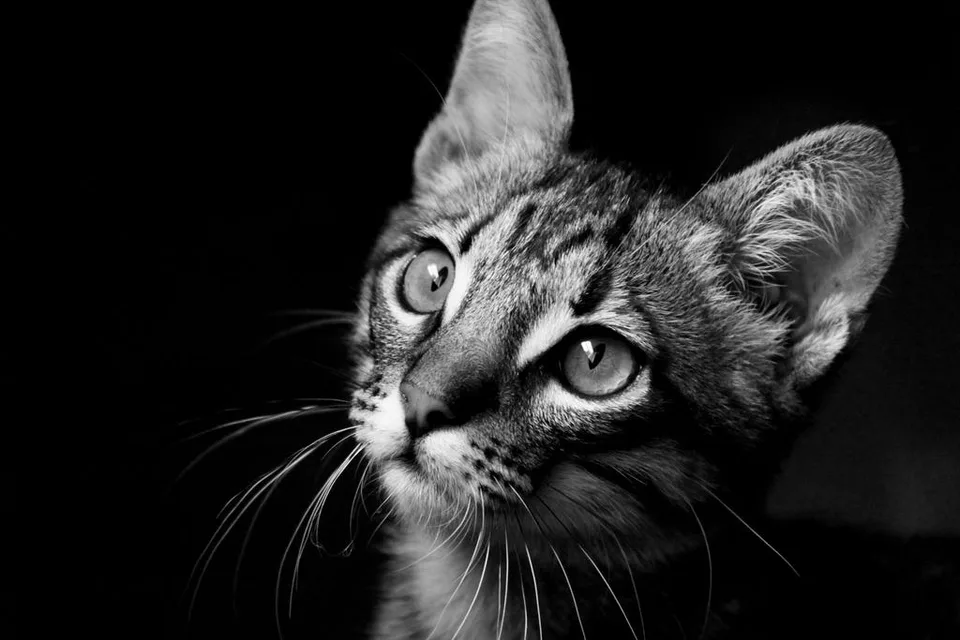 When will Medium’s “Cat Picture” moment come? Image by Lali Masriera